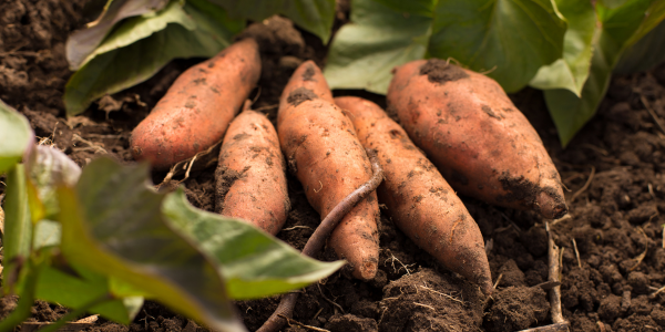 FOTO ARTIKEL WEBSITE-88